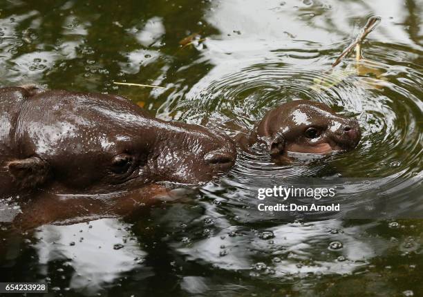 Baby pygmy hippo swims near her mother 'Kambiri', at Taronga Zoo on March 17, 2017 in Sydney, Australia. Born on 21 February 2017, the calf is the...