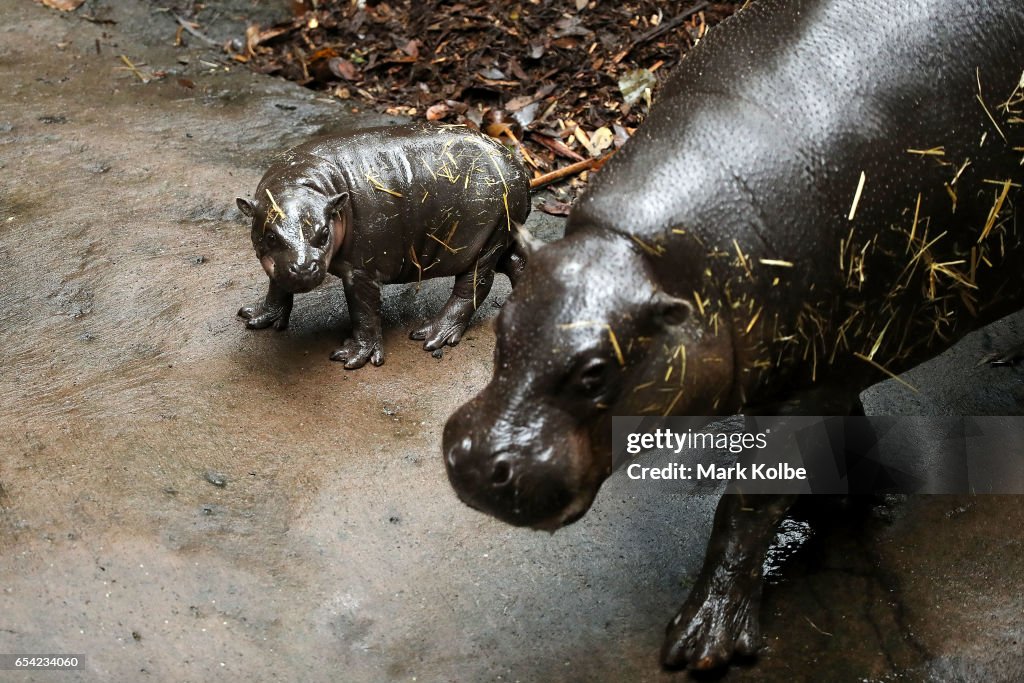 Taronga's New Baby Pygmy Hippo Makes Public Debut