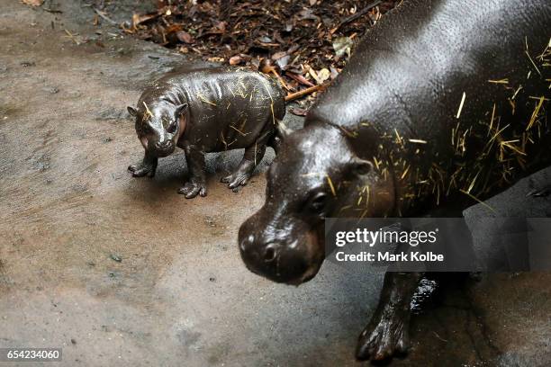 Taronga's yet to be named Pygmy Hippo on display for the first time walks with her mother Kambiri at Taronga Zoo on March 17, 2017 in Sydney,...