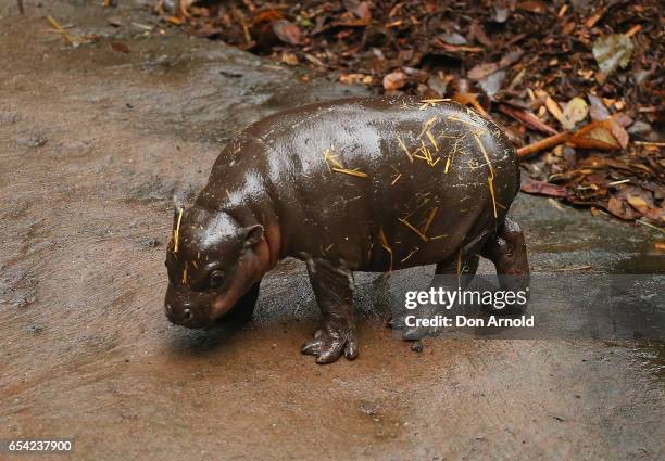 Baby pygmy hippo emerges from her enclosure Taronga Zoo on March 17, 2017 in Sydney, Australia. Born on 21 February 2017, the calf is the first Pygmy...