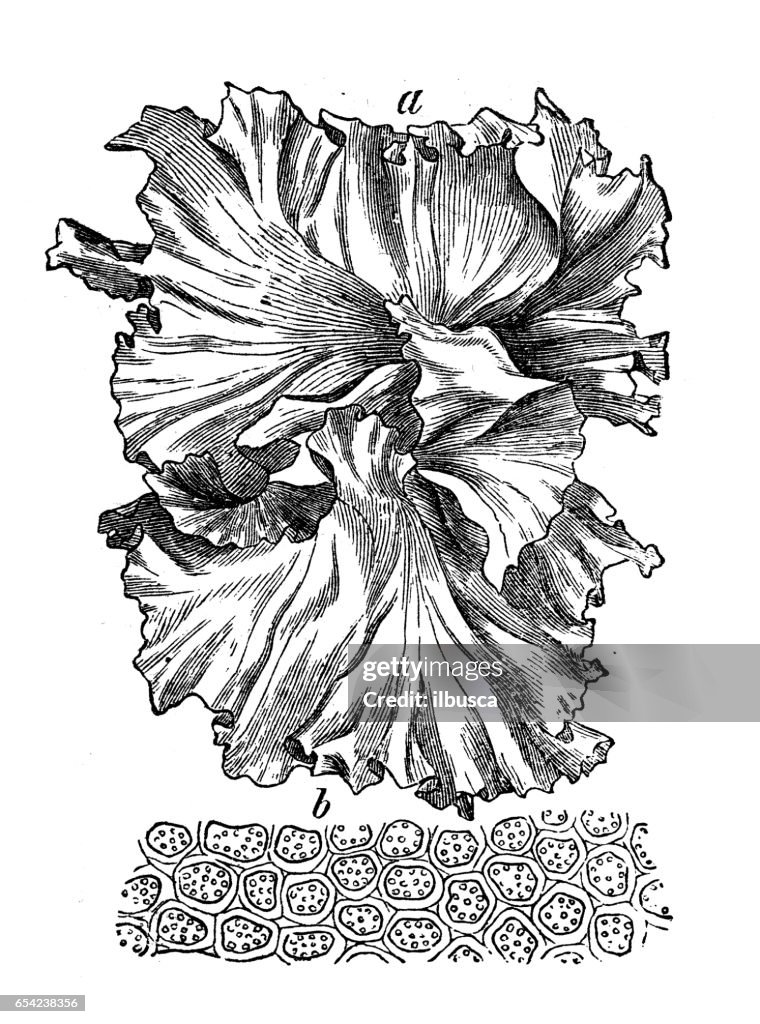 Botany plants antique engraving illustration: Ulva lactuca (sea lettuce)