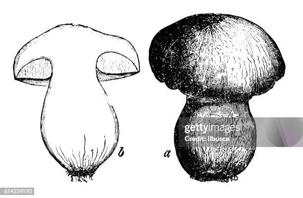 illustrations, cliparts, dessins animés et icônes de plantes de botanique antique illustration de gravure : boletus edulis (bun penny, cep, porcino, cèpes) - bolet