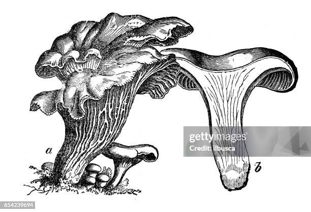 botany plants antique engraving illustration: cantharellus cibarius (chanterelle, girolle) - cantharellus tubaeformis stock illustrations