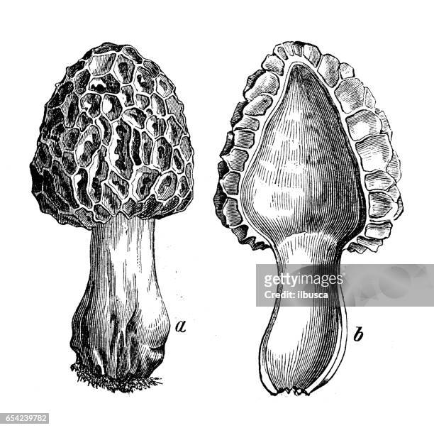 botany plants antique engraving illustration: morchella esculenta (common morel, morel, yellow morel, true morel, morel mushroom, sponge morel) - morel mushroom stock illustrations
