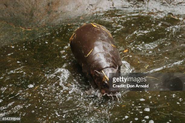 Baby pygmy hippo goes for a swim at Taronga Zoo on March 17, 2017 in Sydney, Australia. Born on 21 February 2017, the calf is the first Pygmy Hippo...