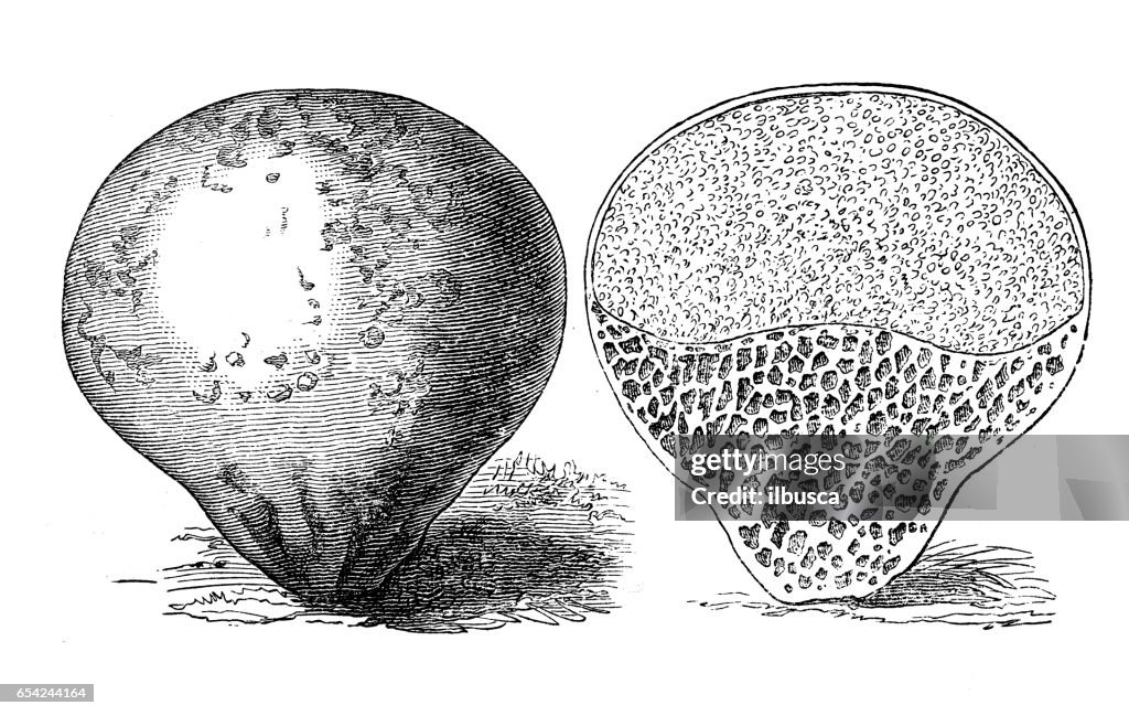 Botánica Plantas antigua ilustración de grabado: Bovista plumbea (puffball miserable)