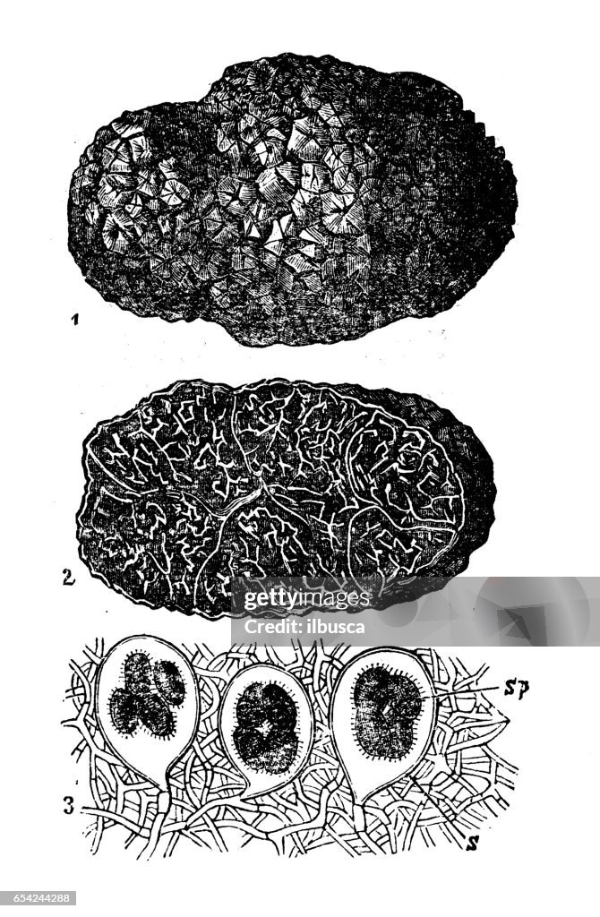 Botany plants antique engraving illustration: Tuber melanosporum (black truffle)