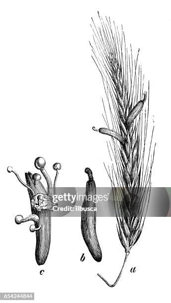 botany plants antique engraving illustration: claviceps purpurea - claviceps purpurea stock illustrations