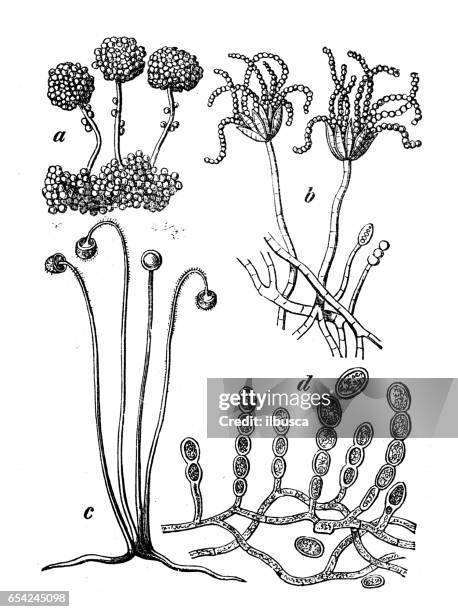 stockillustraties, clipart, cartoons en iconen met plantkunde planten antieke gravure illustratie: verschillende soorten schimmel - powdery mildew fungus