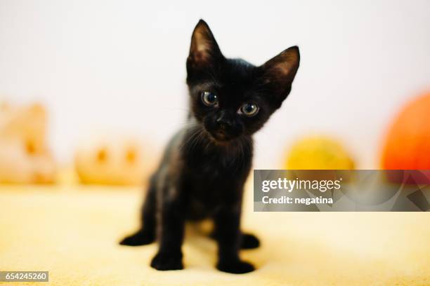 black little kitten looks stright to the camera - black coat stock pictures, royalty-free photos & images