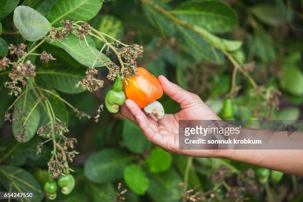 cashew nut fruit - cashew stock pictures, royalty-free photos & images