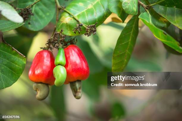 cashew nut fruit - cashew stock pictures, royalty-free photos & images