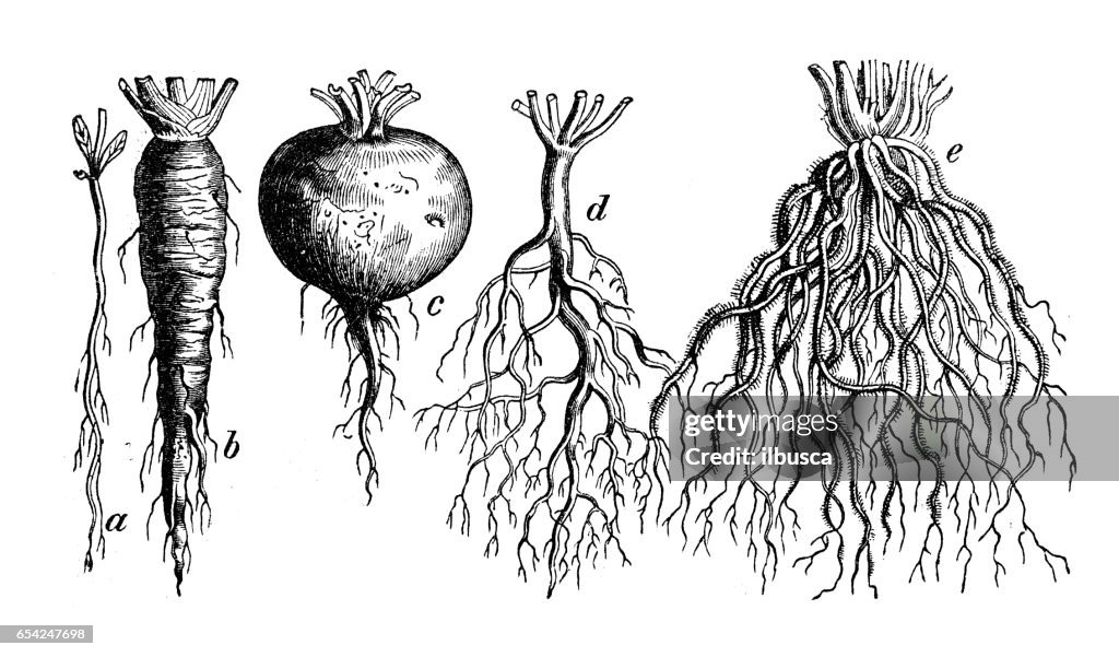 植物學植物仿古雕刻圖： 不同類型的根