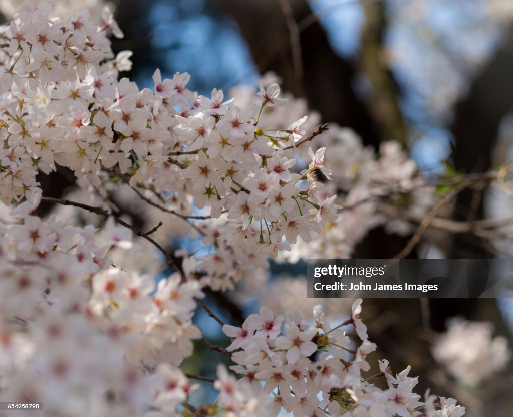 Cherry Blossoms in Spring
