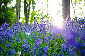 Bluebells in a nature forest photographed as background with copy space