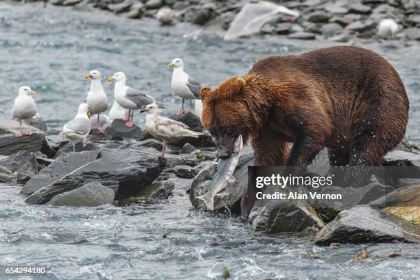 grizzly bear fishing - brown bear stock pictures, royalty-free photos & images