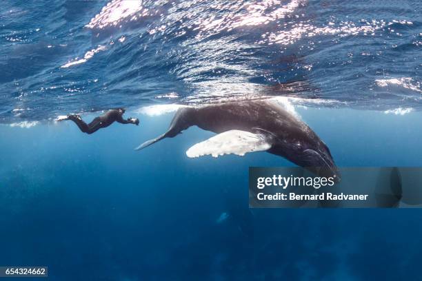 snorkeler filming humpback whale calf - puerto plata stock pictures, royalty-free photos & images