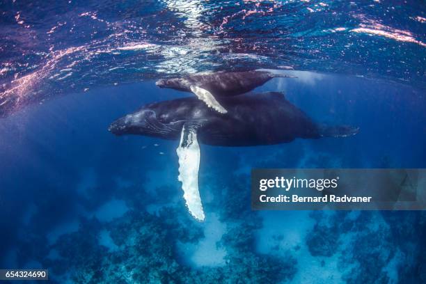 mother and calf humpback whale - puerto plata imagens e fotografias de stock