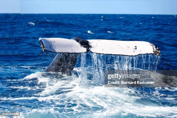 humback whale lifting its tale at the surface - whale tale stock pictures, royalty-free photos & images