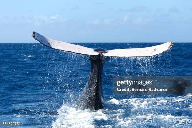 humback whale lifting its tale while diving - whale tale stock pictures, royalty-free photos & images
