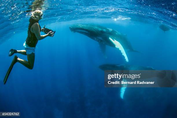 blond female snorkeler watching and filming two humpback whales - puerto plata imagens e fotografias de stock
