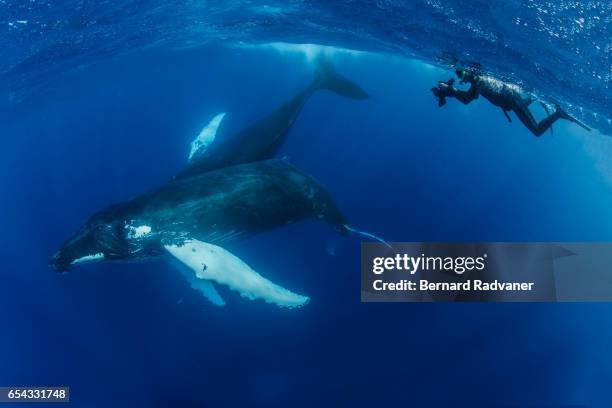 snorkeler taking picture of two humpback whales - puerto plata stock-fotos und bilder