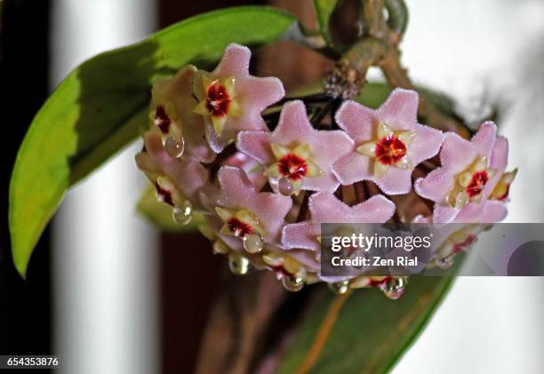 hoya carnosa, waxplant, wax vine, waxflower - stamen stock pictures, royalty-free photos & images