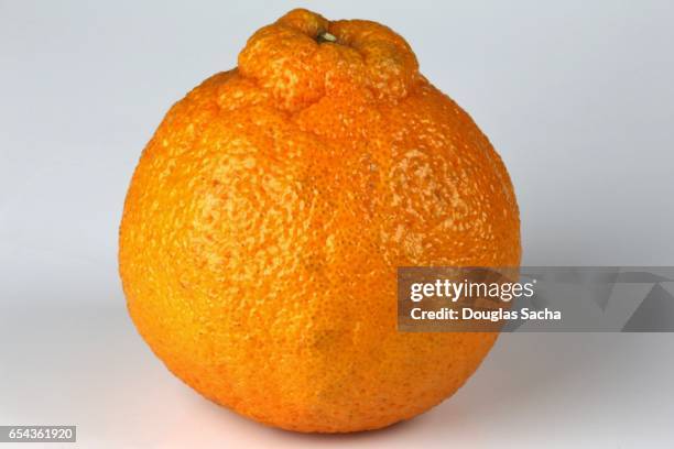 dekopon sumo orange fruit (citrus reticulata) - american sumo stock-fotos und bilder