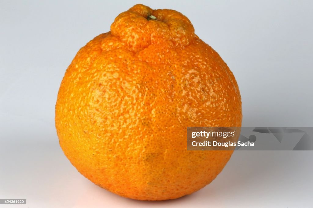 Dekopon Sumo Orange Fruit (citrus reticulata)