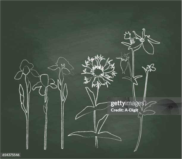 chalkboard hillside wild flowers vector illustration - iris plant stock illustrations