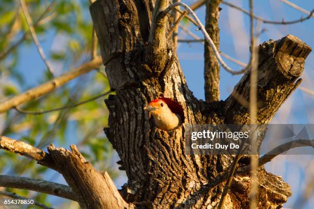 woodpecker bird nest in nature, wild life - nest-cavity stock pictures, royalty-free photos & images
