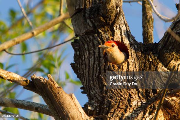 woodpecker bird nest in nature, wild life - nest-cavity stock pictures, royalty-free photos & images
