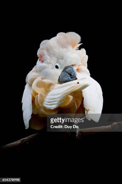 white parrot under black background - bird cry stock pictures, royalty-free photos & images