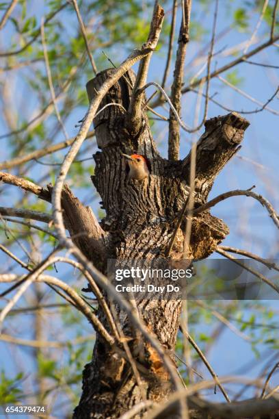 woodpecker bird nest in nature, wild life - nest-cavity stock pictures, royalty-free photos & images