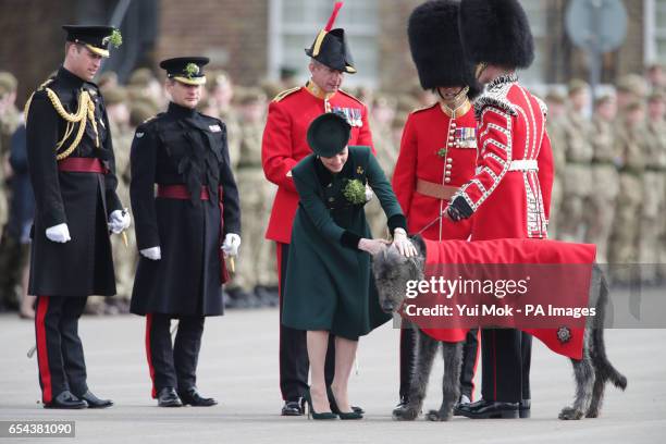 The Duchess of Cambridge meets regimental mascot Domhnall as she and the Duke of Cambridge, Colonel of the Irish Guards visit the 1st Battalion Irish...