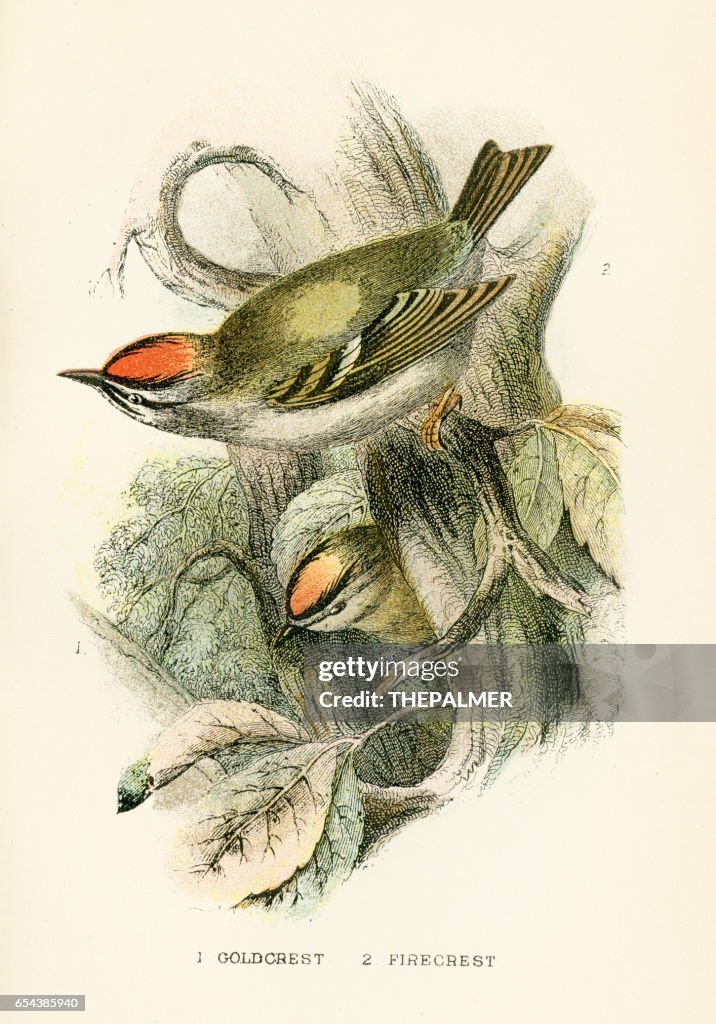 Goldcrest and Firecrest engraving 1896
