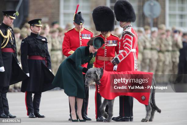 The Duchess of Cambridge meets regimental mascot Domhnall as she and the Duke of Cambridge, Colonel of the Irish Guards visit the 1st Battalion Irish...