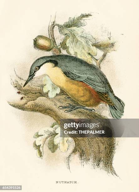 nuthatch engraving 1896 - nuthatch stock illustrations