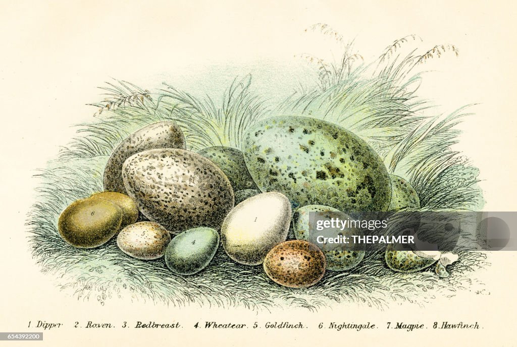 Bird eggs engraving 1896