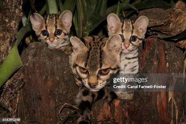 margay and babies - margay stock pictures, royalty-free photos & images