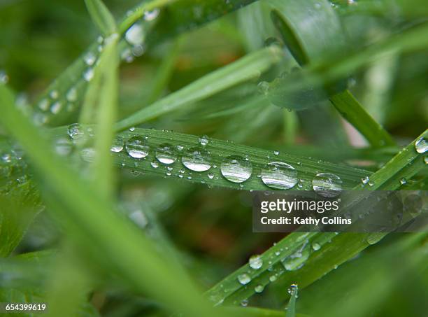 dewdrops on fresh green grass closeup.uk - kathy shower stock-fotos und bilder