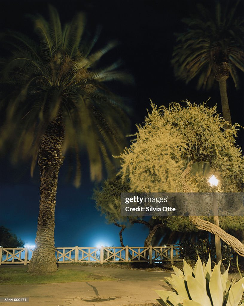 Palms at Night