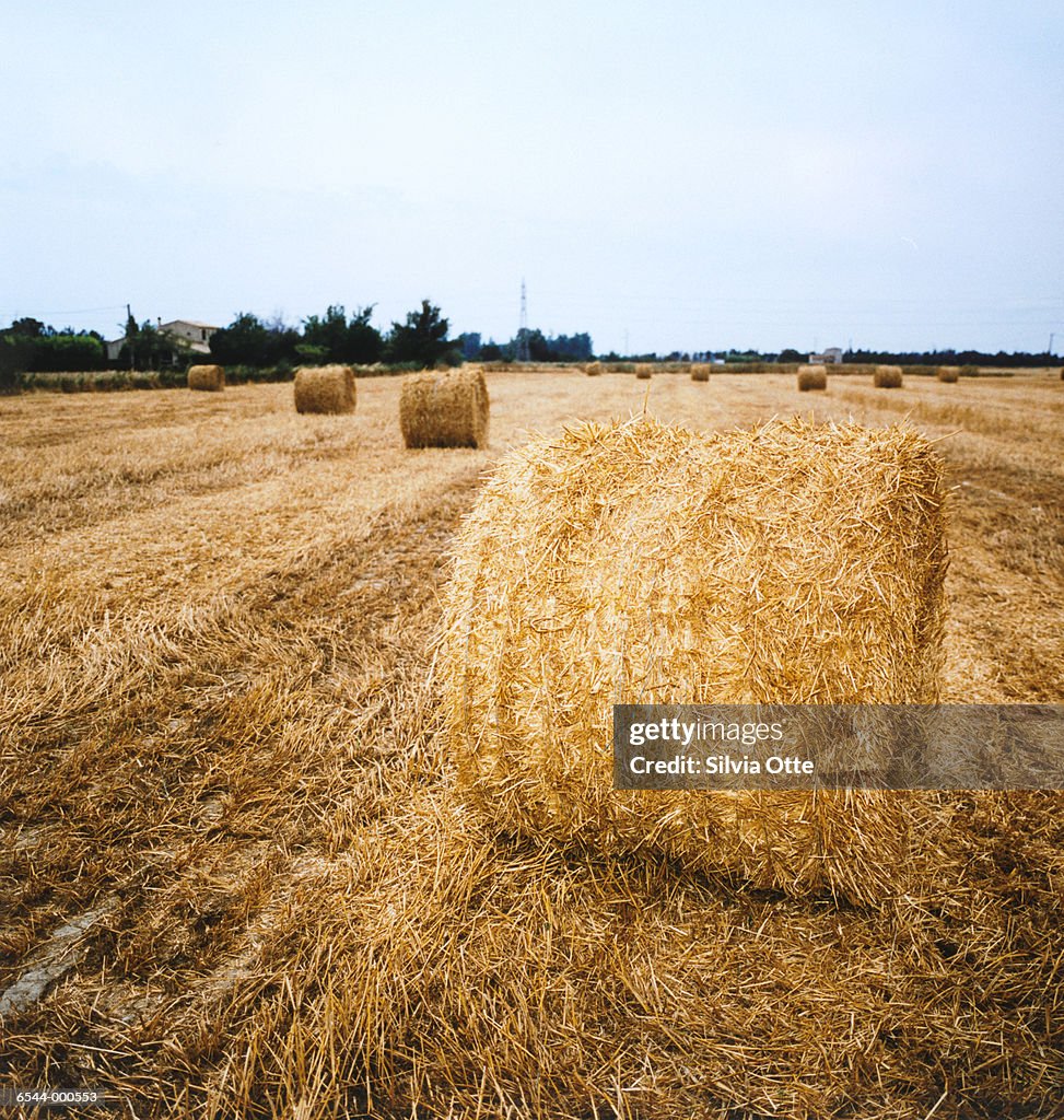 Hay Bales in Field