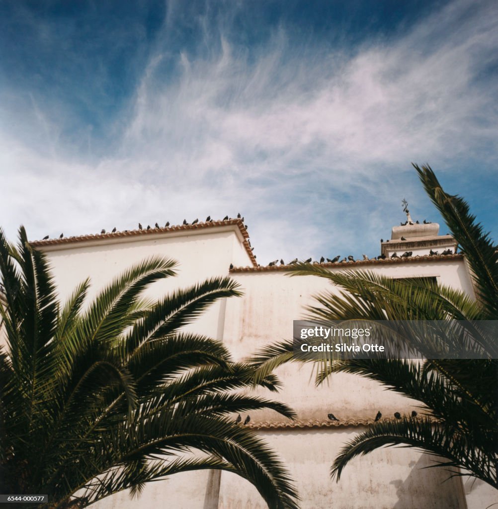 Palms and Pigeons on Roof