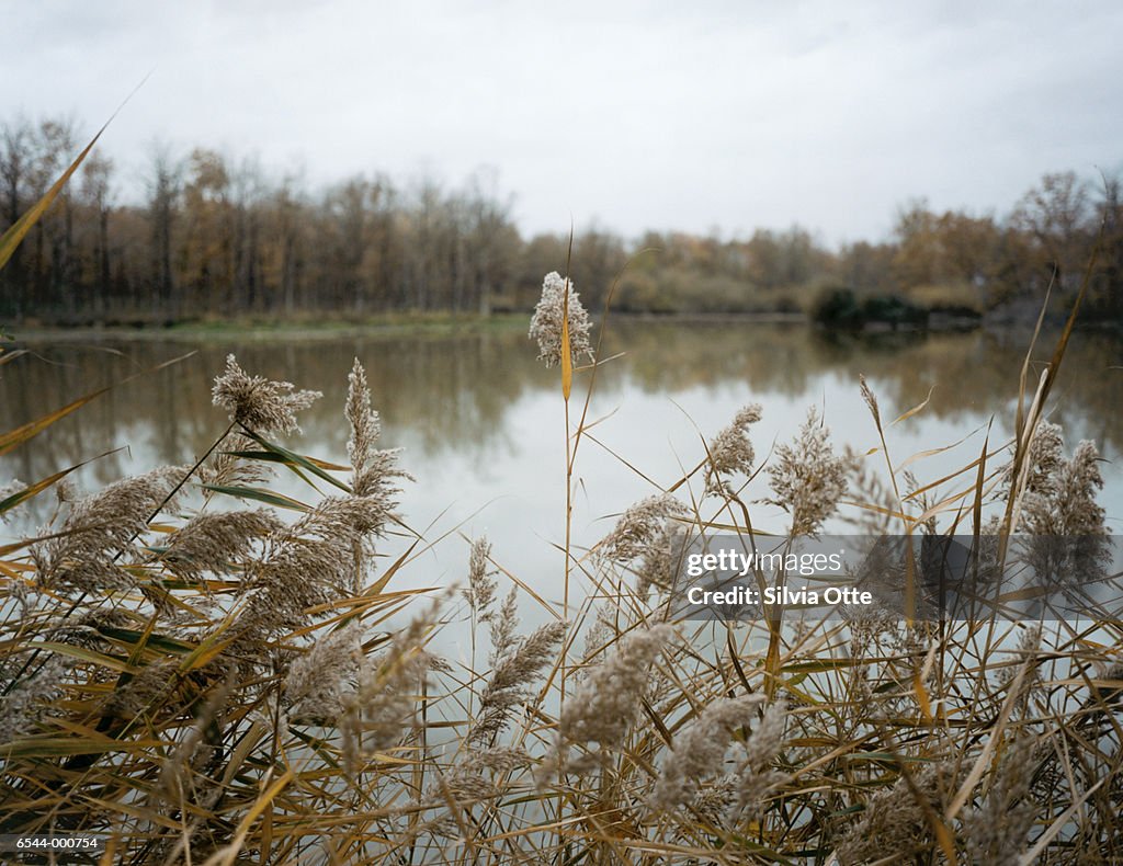 Reeds by Lake