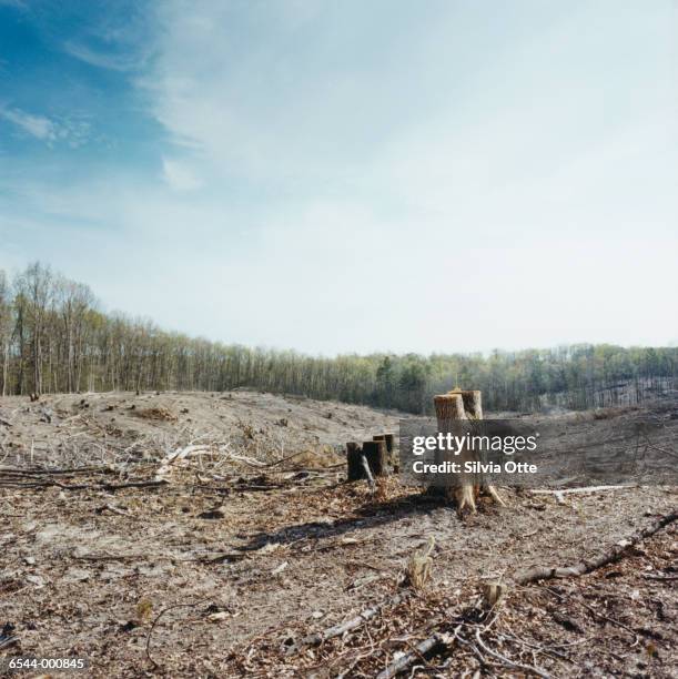 deforestation - ontbossing stockfoto's en -beelden