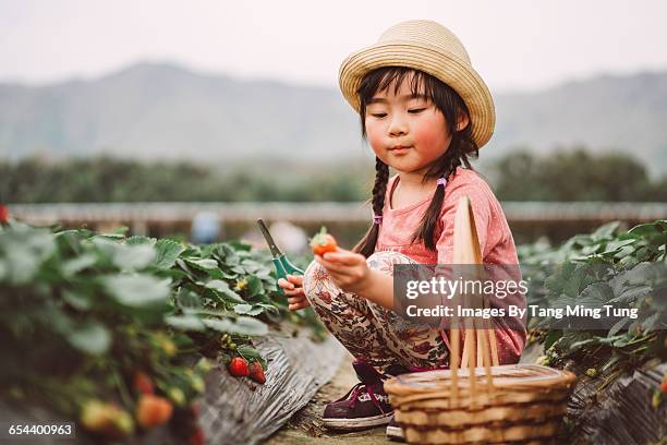 lovely girl picking strawberries in farm - berry picker stock pictures, royalty-free photos & images