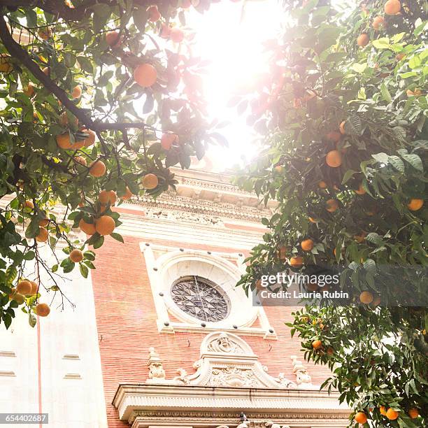 orange tree with a church in spain - orange tree stock pictures, royalty-free photos & images