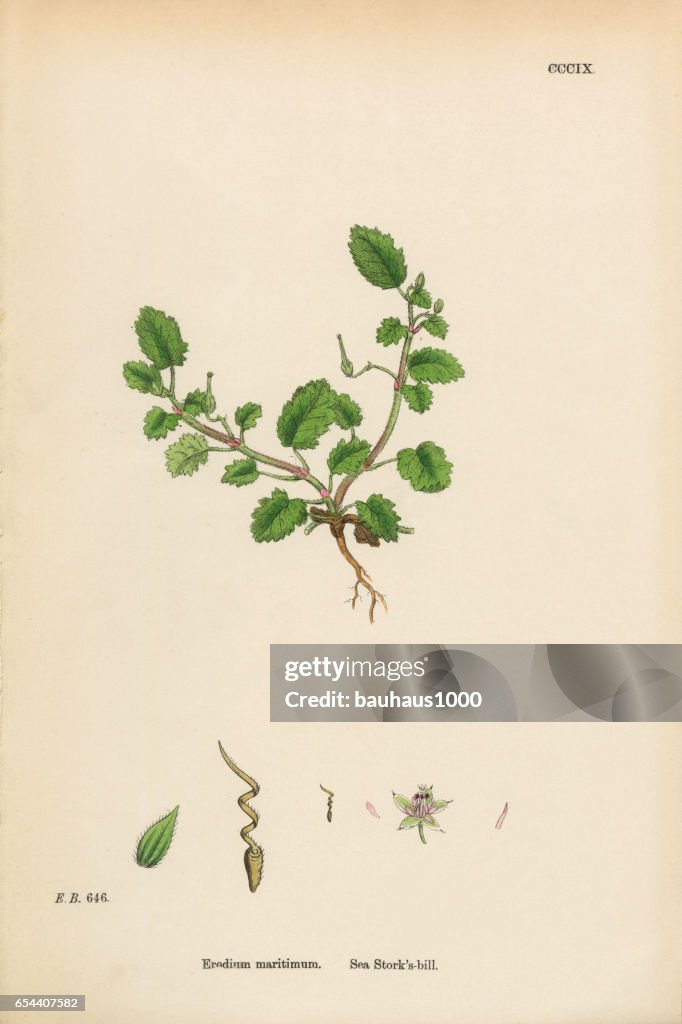 Sea Storksbill, Erodium maritimum, Victorian Botanical Illustration, 1863