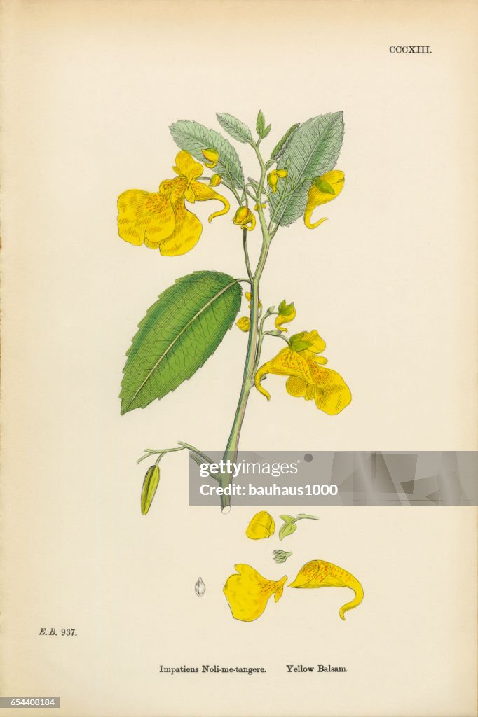 Yellow Balsam, Impatiens Noli-me-tangere, Victorian Botanical Illustration, 1863